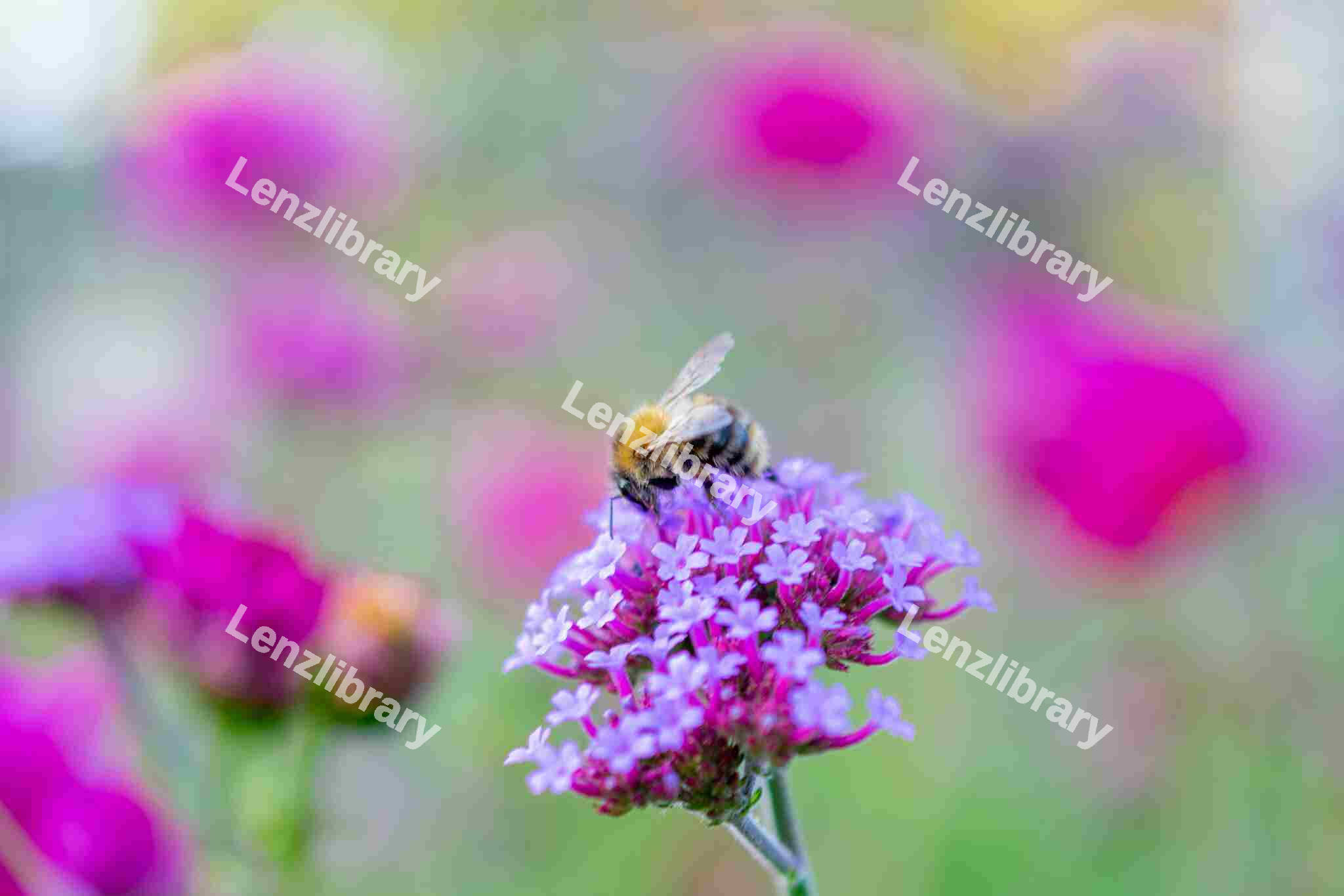Honey Bee